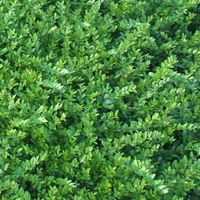 4 x Chèvrefeuille à feuilles de buis 'Hohenheimer Findling' -