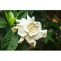 Gardenia Jasminoides plante en pot 17cm