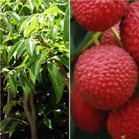 Planta Frutal Tropical Lichi. 80 - 100 Cm