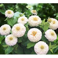 Zinnia Weiße Samen – 2000 Stück, Üppige Sommerblüte, Hitzebeständig, Samen mit Dünger