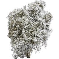 arbuste busch 3585 floraison blanche réaliste