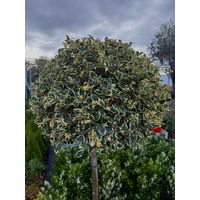 Ilex aquifolium ‘Argenteaum Variegatum’ – Agrifoglio Ornamentale 150 cm