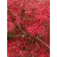 Érable du Japon 'Dissectum Atropurpureum' Pot de 3L/4L