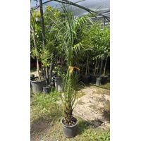 Phoenix Roebelenii V26 Robellina Palma Nana dei datteri foto reali H 150cm