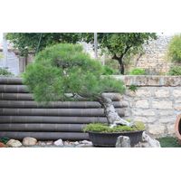 Bonsai di Pino d'Aleppo (12)