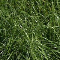 Ray-grass hybride RUSA (Lolium hybridum) 20 kg graminées individuelles, graminées de pâturage, graminées fourragères