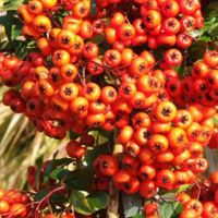 Buisson ardent - Pyracantha 'Orange Glow' - 60-80 cm pot