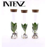 Clusia en Tube Verre Lot de 3 Plantes d’Intérieur Décoratives 5 cm x 15 cm - PANGIVO