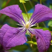 Clématite - Clematis 'Jackmanii' - 50-60 cm pot