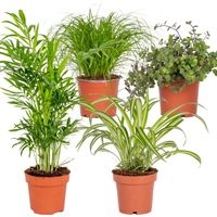 Lot de 4 plantes d’intérieur adaptées aux animaux – Cyperus Zumula, Callisia, Chamaedorea, Chlorophytum – Hauteur 20-40 cm – Pot 12 cm