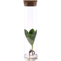 Clusia en Tube Verre Plante Hydroponique Décorative Feuillage Vert Ø 5 cm Hauteur 15 cm - PANGIVO