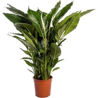 Spathiphyllum Sweet Sebastiano Plante d’intérieur Fleur blanche Pot 24 cm Hauteur 110 cm - PANGIVO