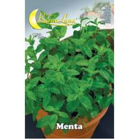 Graines de menthe 10 pièces