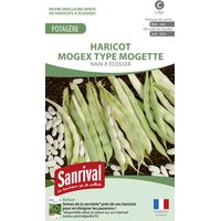 Graines haricot nain à écosser