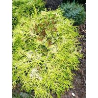 Cyprès hinoki du Japon 'Kamarachiba' Pot de 2L/3L