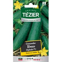 Tezier - Concombre Breso HF1
