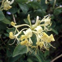 Chèvrefeuille des bois - Lonicera periclymenum - 50-60 cm pot