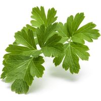 Click and Grow - Smart Garden Refill 3-pack - Parsley (SGR13X3)