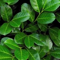 Laurier-Cerise 'Rotundifolia' - 40-60 cm pot