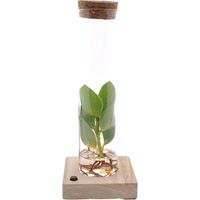 Clusia en Tube Verre avec LED Plante Hydroponique Décorative Ø 5 cm Hauteur 10 cm - PANGIVO