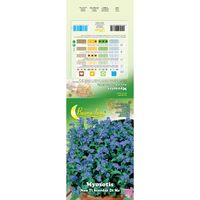 SEMI GARDEN MYOSOTIS Q.TA 10