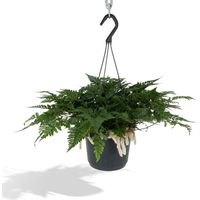 Fougère Patte de Lièvre Humata Tyermannii suspendue plante d’intérieur racines apparentes pot 17 cm - PANGIVO