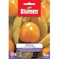 Samen Alkekengi essbare Früchte