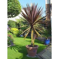 Cordyline australe 'Red Star' 30/40 cm – Hauteur à maturité 350 cm – Exposition soleil – Pot de 2L/3L