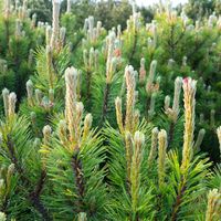 Pin mugo Heideperle - Pinus mugo Heideperle 30/35cm Pot 12L