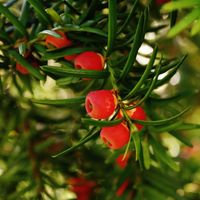 If commun Boule 40cm Pot 20L - Taxus baccata