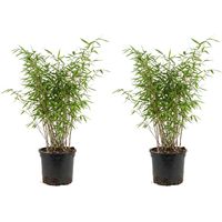Bloomique - Lot de 2 - Fargesia Nitida Gansu - Plante bambou - Non envahissante - Rustique - Persistante - Plante haie - Plante de Jardin - 50-70 cm hauteur - Pot 17 cm