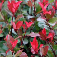 Photinia fraseri 'Little Red Robin' - 40-50 cm pot