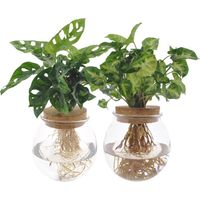 Bolglas Duo Monstera Adansonii et Syngonium Green - Plantes Intérieures en Pot - 2 Pièces - 12 cm - 12-30 cm - PANGIVO