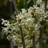 Osmanthe de Burkwood - Osmanthus xburkwoodii 25/35cm