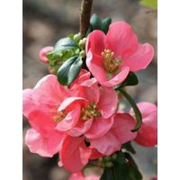 Cognassier du Japon 'Pink Lady' Pot de 2L/3L