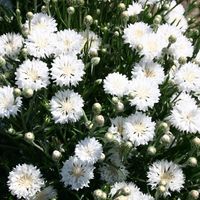 5000 weiße Kornblumensamen – Wildblumensamen für den Außenbereich, winterharte Stauden, schnell keimend, für alle Gärten geeignet