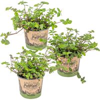 Bloomique - Lot de 3 - Callisia repens - Plante tortue - Comestible pour animaux - Plante d’intérieur - Sans danger - 10-20 cm de Haut - Pot 12 cm