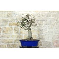 Bonsai di Ciliegio da fiore Serrulata (7)