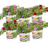 Bloomique - Lot de 6 - Calibrachoa - Mini-pétunias - Mélange de couleurs - Plantes de massif - Plantes de jardin - 15-20 cm de haut - Pot 10,5 cm