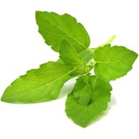 CLICK & GROW SGR66X3 3 PIÈCE(S) BASILIC REMPLIR CLICK AND GROW