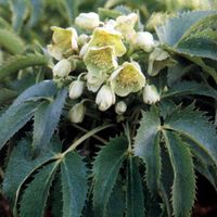4 x Hellébore de Corse - Helleborus argutifolius - godet 9x9 cm