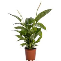 Spathiphyllum Bingo Cupido Plante verte d’intérieur fleur blanche pot 19 cm hauteur 80 cm - PANGIVO