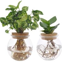 Duo Clusia et Syngonium Green en Bol Verre Lot de 2 Plantes d’Intérieur 12 cm Hauteur 30 cm - PANGIVO