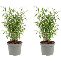 Bloomique - Lot de 2 - Fargesia Red Dragon - Bambou rouge - Non envahissant - Rustique - Persistant - Plante haie - Plante de Jardin - 50-70 cm hauteur - Pot 17 cm