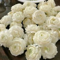 Semences Jasmin Double 200 pcs – Jasminum Sambac Parfumé pour Jardin, Balcon et Décoration Verticale