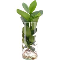 Clusia en Verre Cylindrique Culture Hydroponique Feuillage Vert Pot Ø 12 cm Hauteur 30 cm - PANGIVO