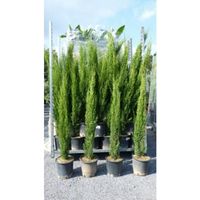Cipresso Toscano H 180 cm in Vaso 24 – Eleganza Mediterranea