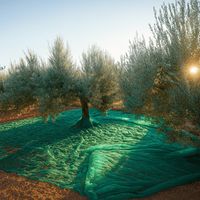 TOILE FILET DE RÉCOLTE DES OLIVES MT.8X8 ANTISPINA AVEC FENTE ET OUVERTURE ET AVEC OEILLETS
