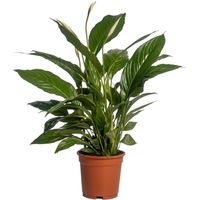 Spathiphyllum Vivaldi Plante verte d’intérieur fleur blanche pot 17 cm hauteur 70 cm - PANGIVO