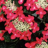 Hortensia - Hydrangea 'Teller Red' - 40-60 cm pot